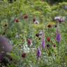Garden Designer Visit: How James Alexander-Sinclair Uses Color in His Own Garden